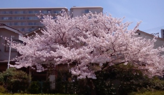 2017桜1